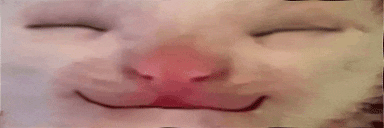 mmm cat emote